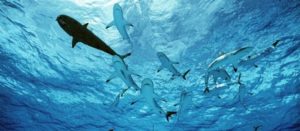 Υγεία: Έλαιο από ήπαρ καρχαρία σκουαλένιο