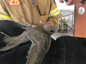 Περιβάλλον: Πυροσβέστες απεγκλωβίζουν από τα κεραμίδια πολυκατοικίας πουλάκι που είχε μπλεχτεί σε σύρμα