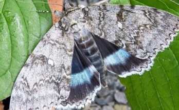 Περιβάλλον : Στην Ουκρανία ανακαλύφθηκε πεταλούδα σε μέγεθος πουλιού στο Τσερνομπίλ