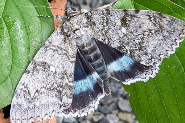 Περιβάλλον : Στην Ουκρανία ανακαλύφθηκε πεταλούδα σε μέγεθος πουλιού στο Τσερνομπίλ