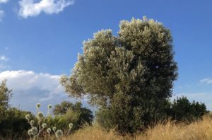 Υγεία : Το αγριέλαιο θαυματουργό έλαιο που ρίχνει την πίεση