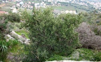Υγεία : Το αγριέλαιο θαυματουργό έλαιο που ρίχνει την πίεση