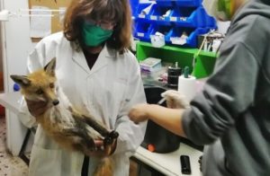 Περιβάλλον : Χτυπημένο  αλεπουδάκι από τροχαίο στην Κέρκυρα στο Σύλλογο Προστασίας και Περίθαλψης Άγριας Ζωής
