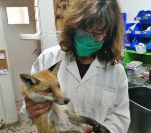 Περιβάλλον : Χτυπημένο  αλεπουδάκι από τροχαίο στην Κέρκυρα στο Σύλλογο Προστασίας και Περίθαλψης Άγριας Ζωής