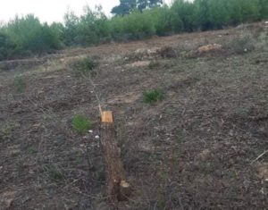 Διόνυσος: Μηδενική η ανοχή του Δήμου απέναντι σε φαινόμενα παράνομης εκχέρσωσης εκτάσεων και κοπής δένδρων