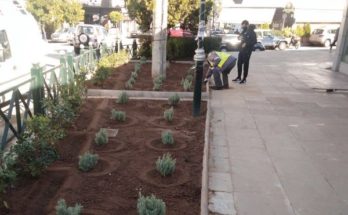 Κηφισιά: Εκτεταμένες φυτεύσεις εποχιακών φυτών σε κεντρικά σημεία της πόλης για την ενίσχυση της εορταστικής εικόνας