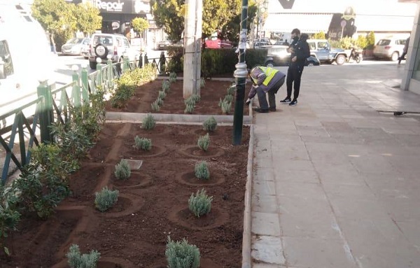 Κηφισιά: Εκτεταμένες φυτεύσεις εποχιακών φυτών σε κεντρικά σημεία της πόλης για την ενίσχυση της εορταστικής εικόνας