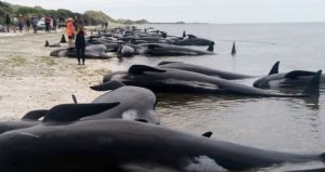 Διεθνή: Νεκρές 100 φάλαινες τα νησιά Κάθαμ στην  Νέα Ζηλανδία
