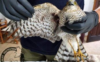Περιβάλλον: Άλλο ένα πυροβολημένο αρπακτικό πτηνό βρέθηκε στη Νάξο