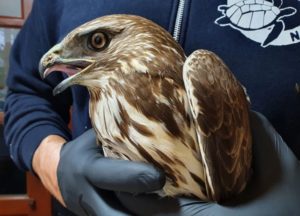 Περιβάλλον: Άλλο ένα πυροβολημένο αρπακτικό πτηνό βρέθηκε στη Νάξο