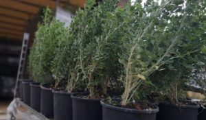 ΣΠΑΥ:  Στην περιοχή της Ηλιούπολης από νωρίς το πρωί φυτεύτηκαν 1000 δενδρύλλια από συνεργείο του Συνδέσμου