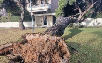Βριλήσσια: Άμεση ήταν η επέμβαση από την υπηρεσία πρασίνου για την κοπή και απομάκρυνση πεσμένου δέντρου