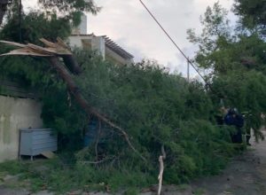 Διόνυσος: Στην περιοχή της Ροδόπολης αρκετά μεγάλα  δέντρα έπεσαν δημιουργώντας προβλήματα στην κυκλοφορία