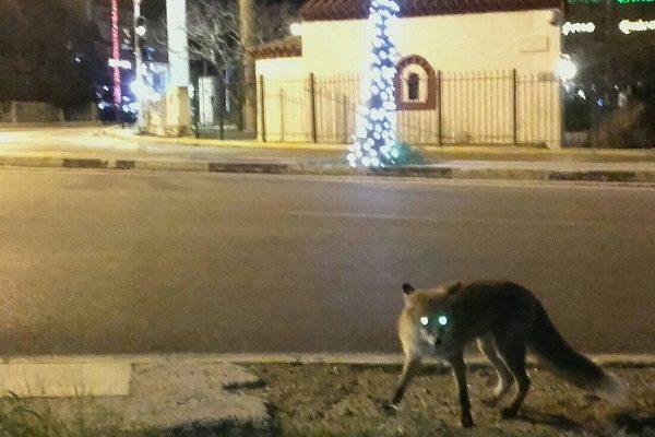 Ελλάδα : «Καραντίνα» Στην λεωφόρο Βουλιαγμένης εμφανίστηκαν αλεπούδες