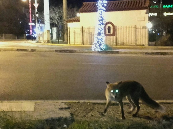 Ελλάδα : «Καραντίνα» Στην λεωφόρο Βουλιαγμένης εμφανίστηκαν αλεπούδες