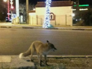 Ελλάδα : «Καραντίνα» Στην λεωφόρο Βουλιαγμένης εμφανίστηκαν αλεπούδες