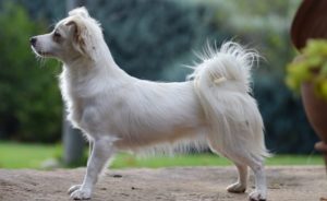 Αυτές είναι οι 6 ελληνικές ράτσες σκύλων άγνωστες στο ευρύ κοινό