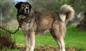 Αυτές είναι οι 6 ελληνικές ράτσες σκύλων άγνωστες στο ευρύ κοινό