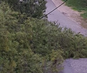 Διόνυσος: Στην Λεωφόρο Δημοκρατίας λόγω της κακοκαιρίας έπεσαν δέντρα