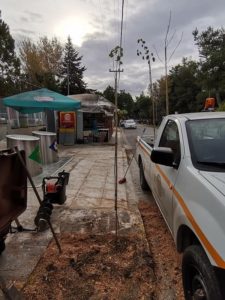 Ηράκλειο Αττικής:  Η υπηρεσία Πρασίνου του Δήμου φυτεύει νέα δένδρα στην οδό Πλαπούτα