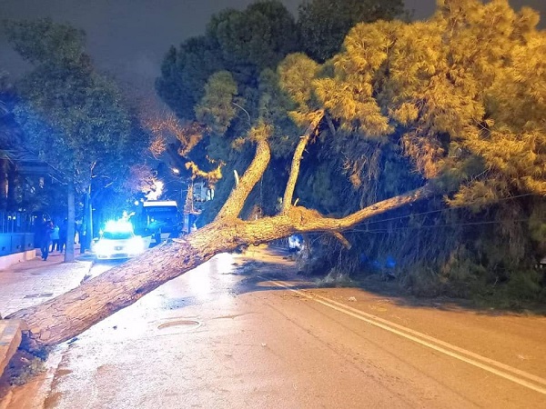 Νέα Φιλαδέλφεια Νέα Χαλκηδόνα: Έπεσε δέντρο  σήμερα στην Λεωφόρο Δεκελείας - Διεκόπη η κυκλοφορία