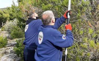 Πεντέλη: Δράση για το  κόψιμο και κάψιμο των κουκουλιών κάμπιας στην διασταύρωση Αγίου Παντελεήμονα
