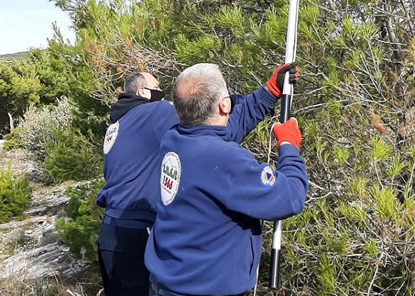 Πεντέλη : Εθελοντική δράση  στο βουνό της Πεντέλης : «Απομάκρυνση  κουκουλιών κάμπιας από τα πεύκα»