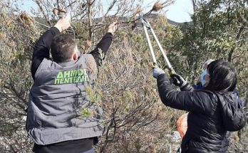 Πεντέλη: Δράση για το  κόψιμο και κάψιμο των κουκουλιών κάμπιας στην διασταύρωση Αγίου Παντελεήμονα