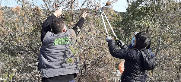 Πεντέλη: Δράση για το  κόψιμο και κάψιμο των κουκουλιών κάμπιας στην διασταύρωση Αγίου Παντελεήμονα