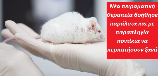Υγεία: Νέα πειραματική θεραπεία βοήθησε παράλυτα και με παραπληγία ποντίκια να περπατήσουν ξανά