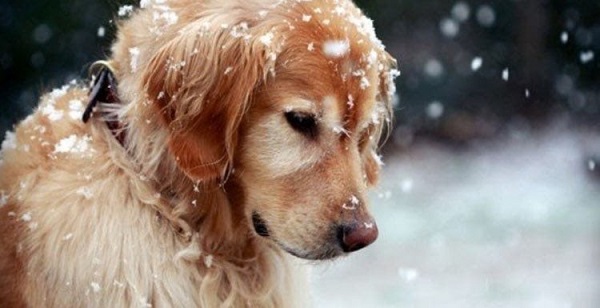 Σύλλογος Ζωόφιλων Αγίας Παρασκευής: «Θερμή Παράκληση» Αν μπορεί κάποιος να φιλοξενήσει για τις ημέρες του παγετού κάποιο από τα σκυλάκια μας