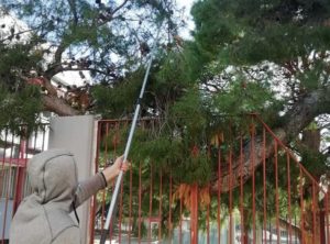 Ηρακλείου Αττικής: Δράση του Δήμου - καθαρισμος των πεύκων που βρίσκονται εντός των σχολικών μονάδων από τα κουκούλια των κάμπιων