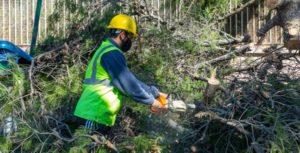 Κηφισιά: Με σχεδιασμό και πρόγραμμα πραγματοποιείται η απομάκρυνση των πεσμένων δένδρων και κλαδιών στο Δήμο