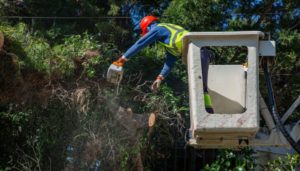 Κηφισιά: Με σχεδιασμό και πρόγραμμα πραγματοποιείται η απομάκρυνση των πεσμένων δένδρων και κλαδιών στο Δήμο