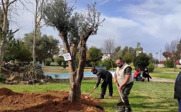 Λυκόβρυση Πεύκη:  Συνεχίζεται η μεταφύτευση ελαιοδέντρων σε επιλεγμένα σημεία της Λυκόβρυσης και της Πεύκης