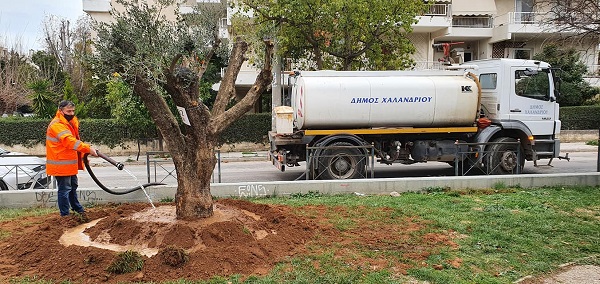 Χαλάνδρι: Τρεις αιωνόβιες ελιές «ρίζωσαν» στο Χαλάνδρι