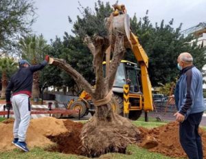 Χαλάνδρι: Τρεις αιωνόβιες ελιές «ρίζωσαν» στο Χαλάνδρι