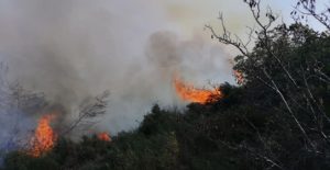 Ωρωπός: Πυρκαγιά σε αγροτοδασική έκταση στην περιοχή του Καλάμου