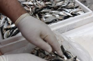 Λυκόβρυση Πεύκη: Φρέσκα ψάρια για τους δικαιούχους του Κοινωνικού Παντοπωλείου