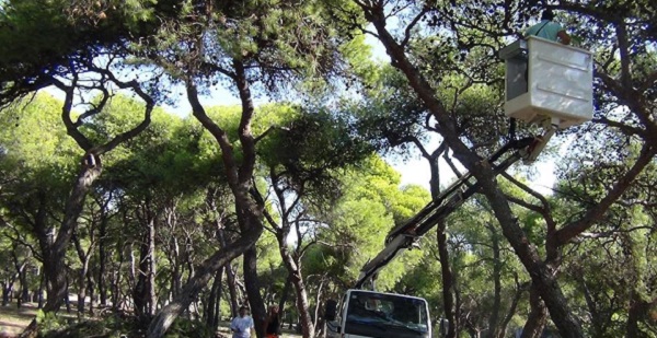 Λυκόβρυση Πεύκη: Φαινόμενα ξήρανσης σε κάποια πεύκα – Ο Δήμος απευθύνθηκε στο Δασαρχείο Πεντέλης και στο Μπενάκειο Φυτοπαθολογικό Ινστιτούτο