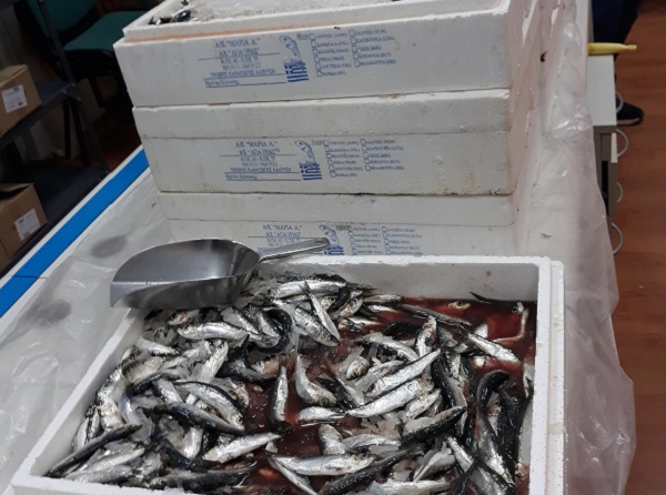 Λυκόβρυση Πεύκη: Φρέσκα ψάρια για τους δικαιούχους του Κοινωνικού Παντοπωλείου