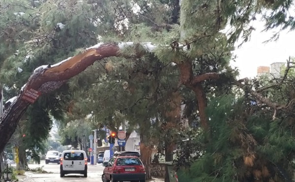 Χαλάνδρι: 255 τόνοι κλαδεμάτων στο Δήμο μετά τη Μήδεια – Τεράστια η απώλεια φυτικού κεφαλαίου