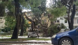 Χαλάνδρι: 255 τόνοι κλαδεμάτων στο Δήμο Χαλανδρίου μετά τη Μήδεια – Τεράστια η απώλεια φυτικού κεφαλαίου