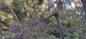 ΣΠΑΥ : Στον λόφο του Προφήτη Ηλία στην Ηλιούπολη τα συνεργεία καθάρισαν τα σπασμένα κλαριά και πεσμένα δέντρα της κακοκαιρίας «Μήδεια»