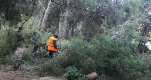 ΣΠΑΥ : Στον λόφο του Προφήτη Ηλία στην Ηλιούπολη τα συνεργεία καθάρισαν τα σπασμένα κλαριά και πεσμένα δέντρα της κακοκαιρίας «Μήδεια»