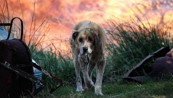 Βριλήσσια: Ο Δήμος συγκεντρώνει είδη πρώτης ανάγκης για την περίθαλψη των ζώων λόγω των καταστροφικών πυρκαγιών στην Κορινθία