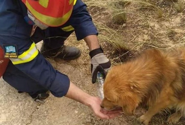 Διόνυσος: Ο Δήμος συγκεντρώνει στις 24 και 25/5 είδη πρώτης ανάγκης για τα τραυματισμένα ζώα στις πυρόπληκτες περιοχές