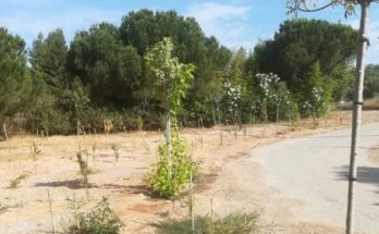 Βριλήσσια: 75 πεύκα από τον Δήμο για τα 75 χρόνια του ΟΗΕ - 200 δέντρα φυτεύτηκαν συνολικά στο πλαίσιο της 7ης Εβδομάδας Περιβάλλοντος