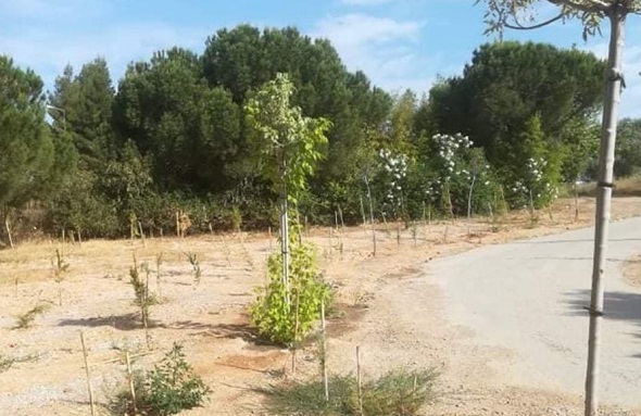 Βριλήσσια: 75 πεύκα από τον Δήμο για τα 75 χρόνια του ΟΗΕ – 200 δέντρα φυτεύτηκαν συνολικά στο πλαίσιο της 7ης Εβδομάδας Περιβάλλοντος