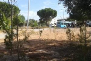 Βριλήσσια: 75 πεύκα από τον Δήμο για τα 75 χρόνια του ΟΗΕ - 200 δέντρα φυτεύτηκαν συνολικά στο πλαίσιο της 7ης Εβδομάδας Περιβάλλοντος